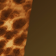 Blonde Tortoise Shell / Amber