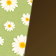 Daisy / Amber
