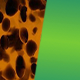 Tortoise Shell / Green Moonshine