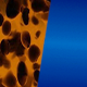 Tortoise Shell / Light Moonshine