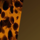 Tortoise Shell / Amber