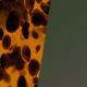 Tortoise Shell / Olive Green