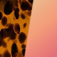 Tortoise Shell / Rose Gold
